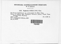 Taphrina confusa image